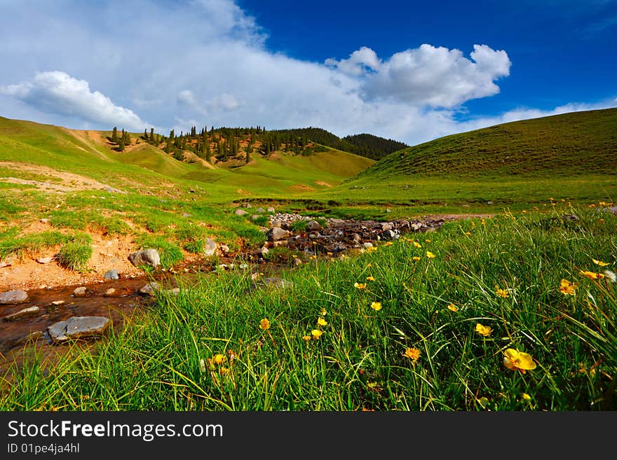 Flowers and grass