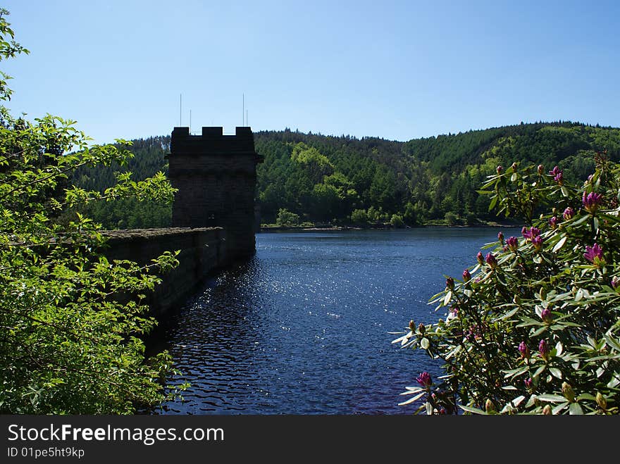 Derwent Dam flower view