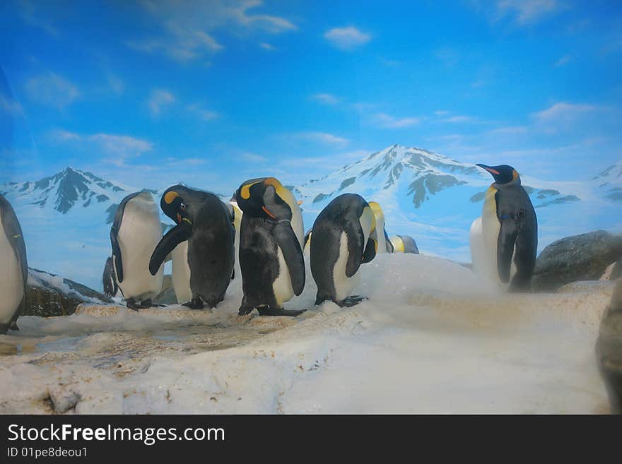 Penguins on ice