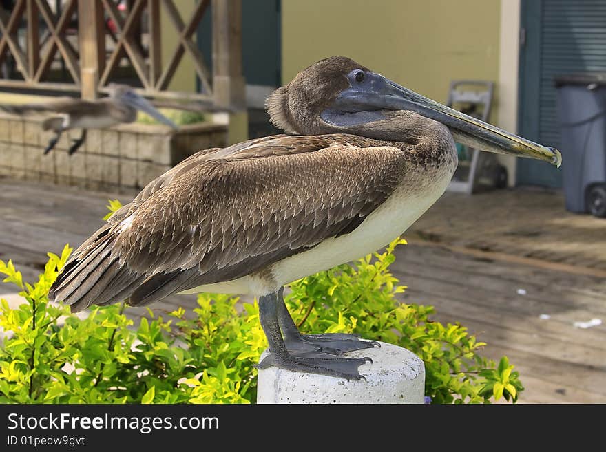 The Brown Pelican (Pelecanus occidentalis) is the smallest of the eight species of pelican, although it is a large bird in nearly every other regard. It is 106-137 cm (42-54 in) in length, weighs from 2.75 to 5.5 kg (6-12 lb) and has a wingspan from 1.83 to 2.5 m (6 to 8.2 ft). The Brown Pelican (Pelecanus occidentalis) is the smallest of the eight species of pelican, although it is a large bird in nearly every other regard. It is 106-137 cm (42-54 in) in length, weighs from 2.75 to 5.5 kg (6-12 lb) and has a wingspan from 1.83 to 2.5 m (6 to 8.2 ft).