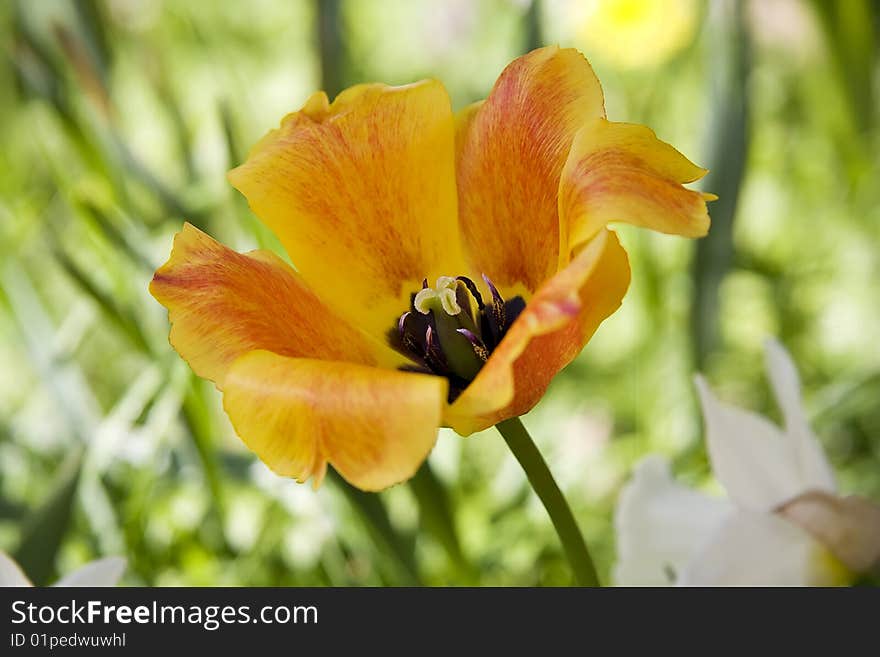 Open orange tulip in a spring garden. Close-up