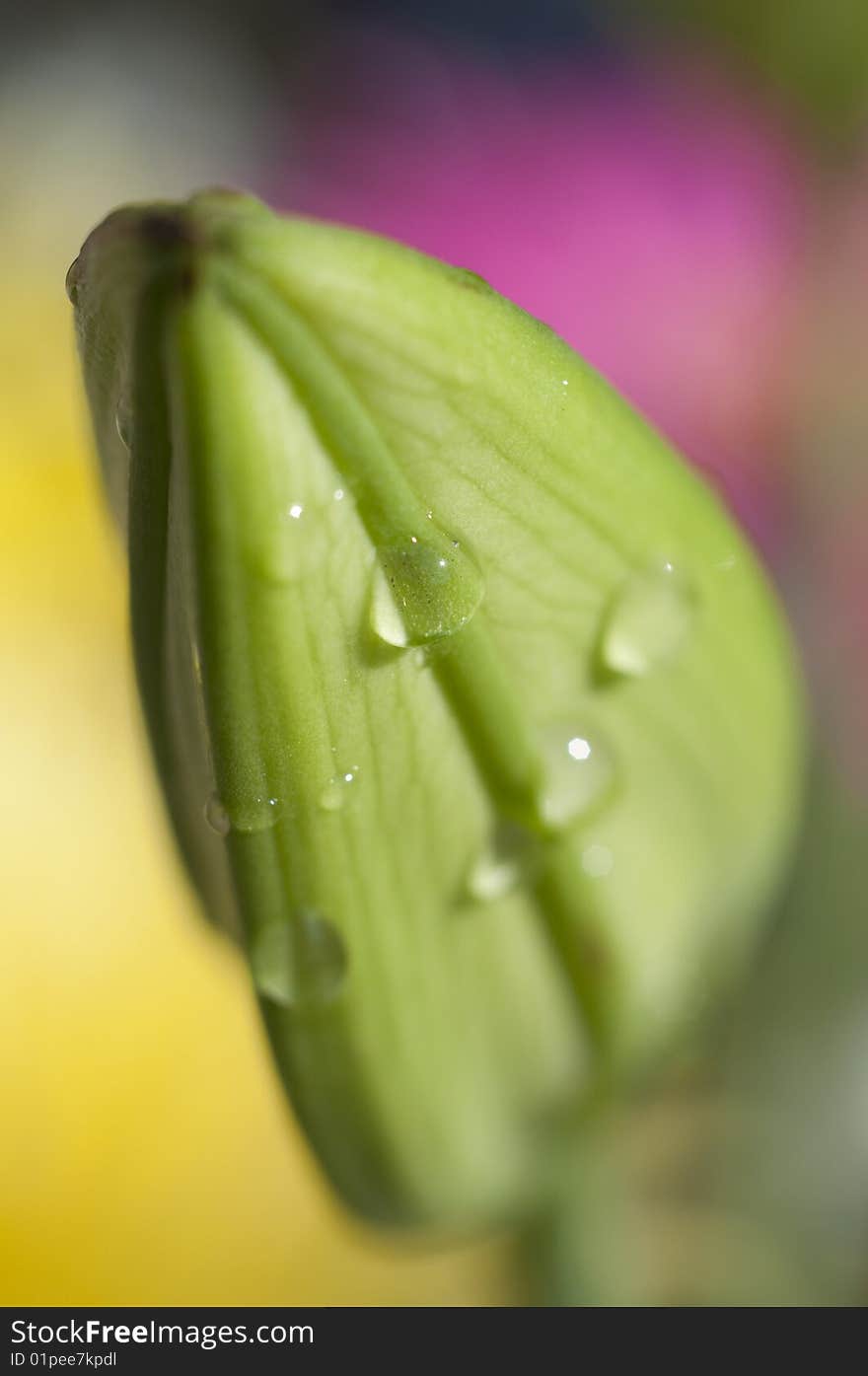 Picture of a leaf with rain drops