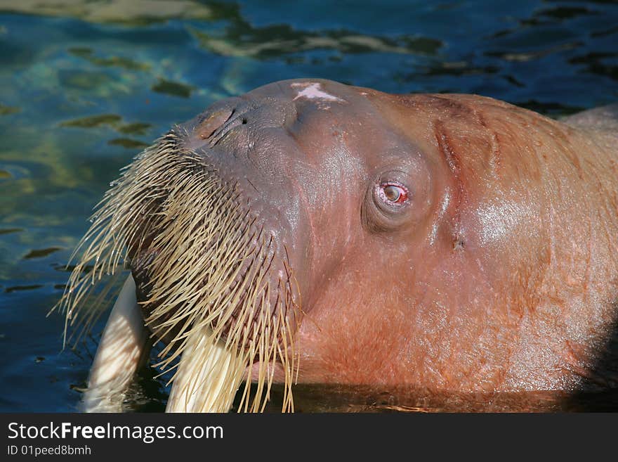 Sea lion head