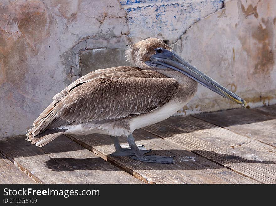 Lonley Brown Pelican