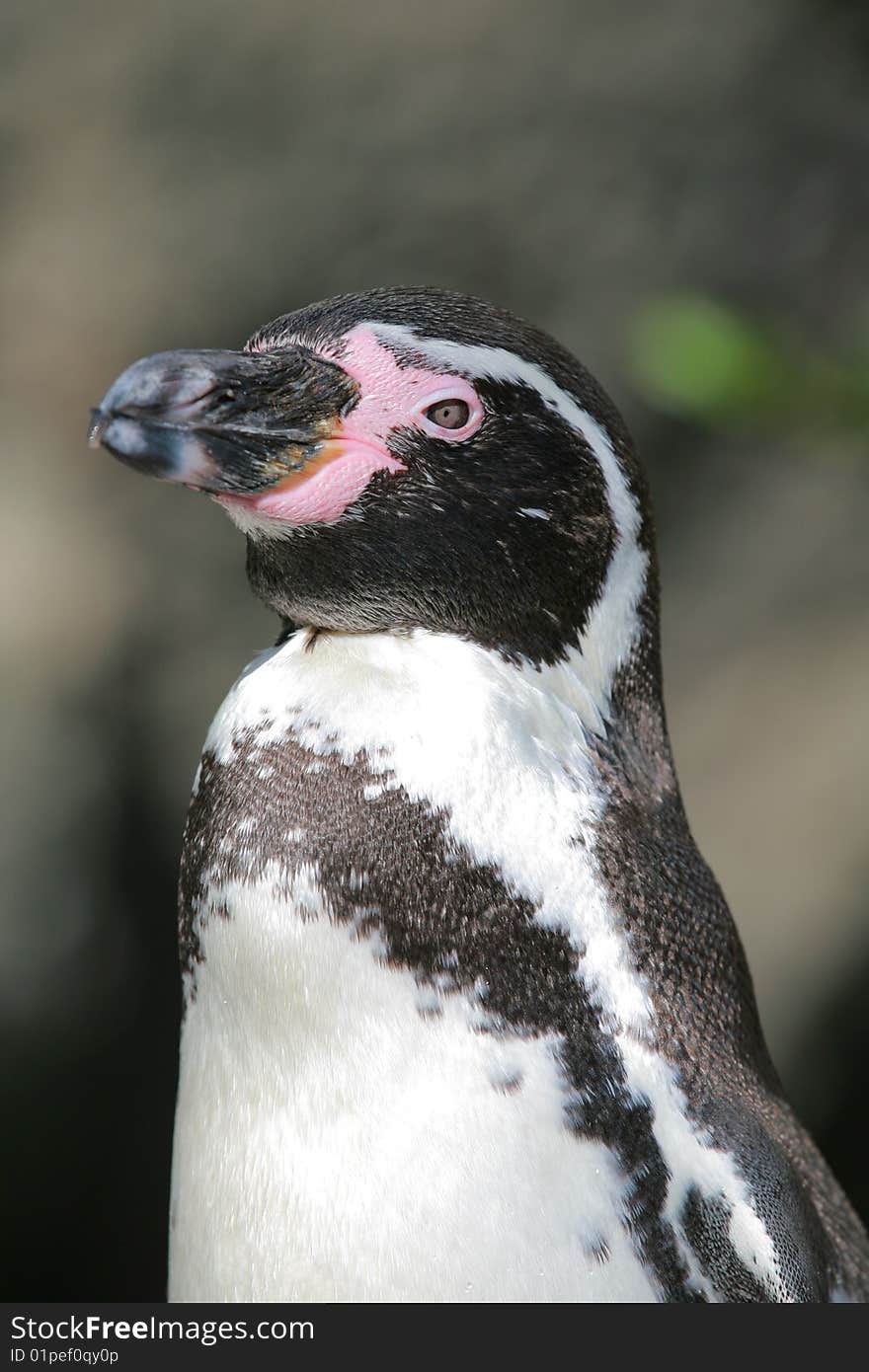 Peinguin head