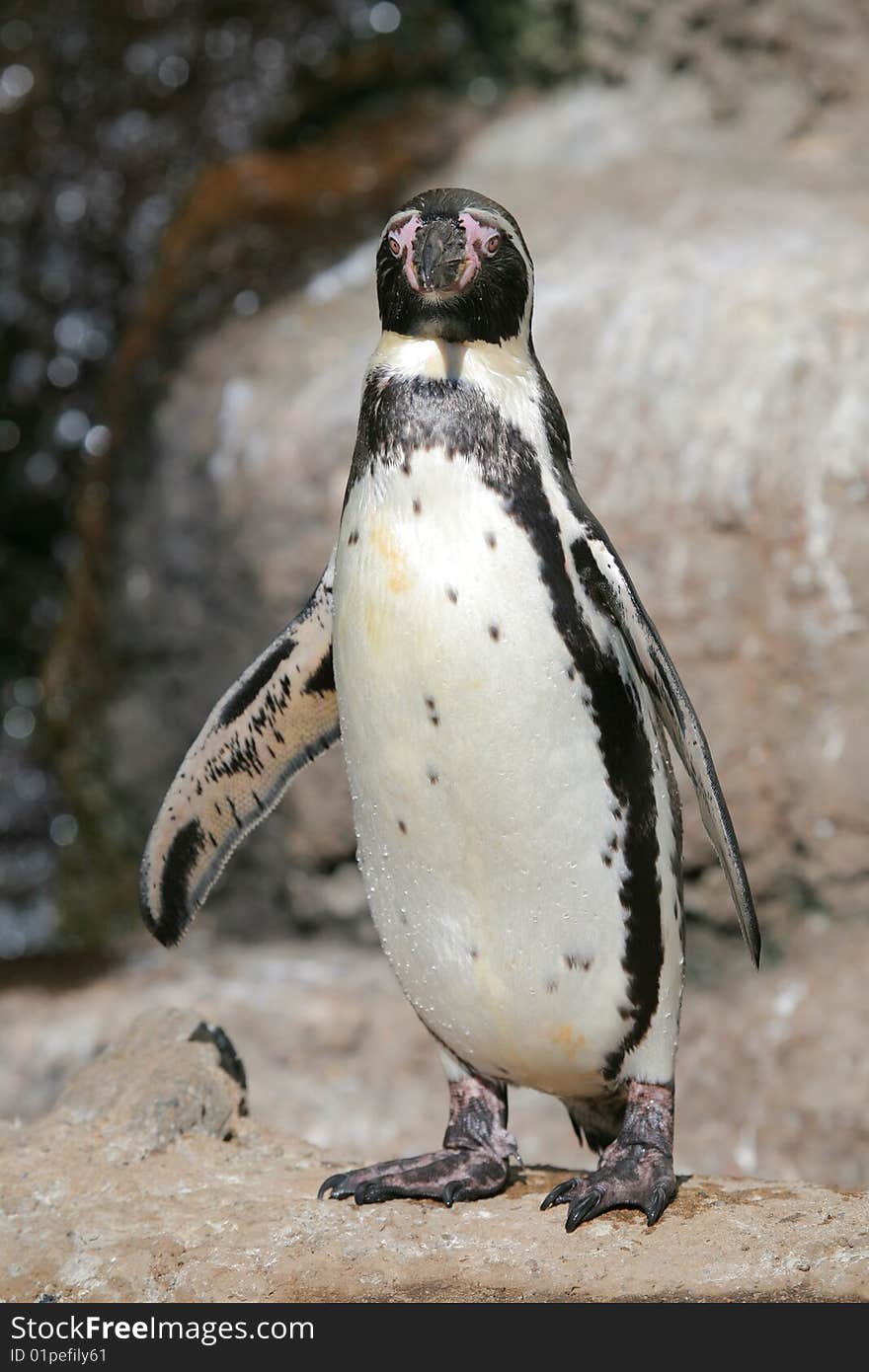 Penguin Standing