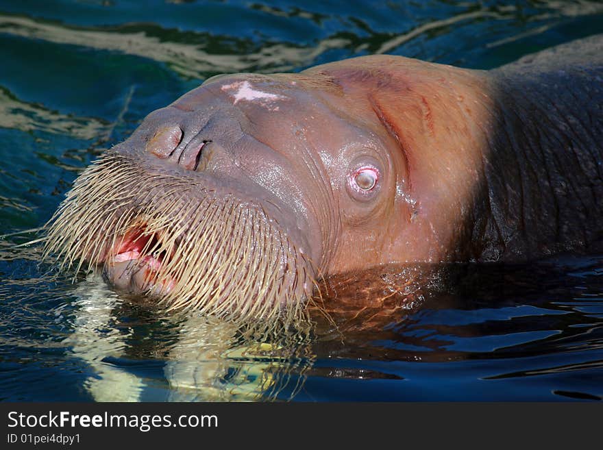 Sea lion with open mouth. Sea lion with open mouth