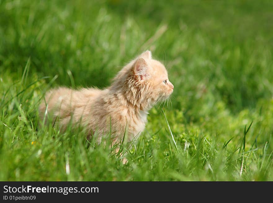 Beautiful kitten on the grass