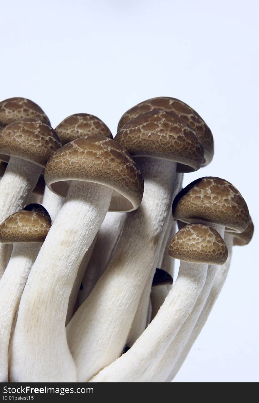 Mushrooms isolated on white background.