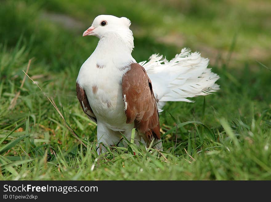 White dove on the green grass