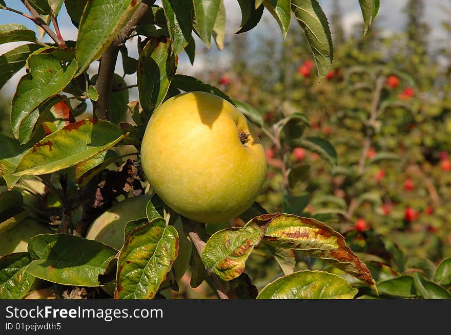 Green shiny delicious apple hanging from a tree branch in an apple orchard