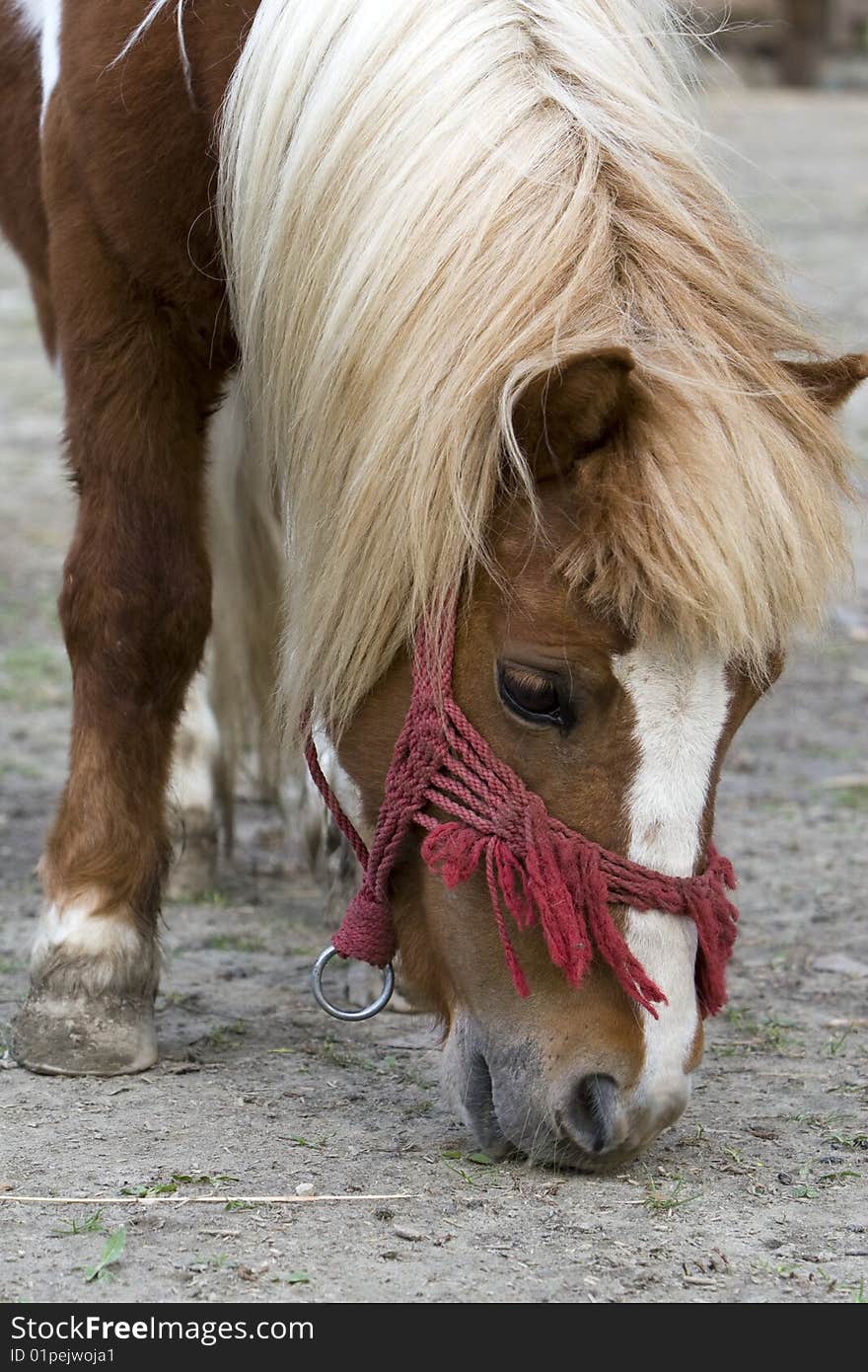 This is a portrait of a lovely pony. This is a portrait of a lovely pony