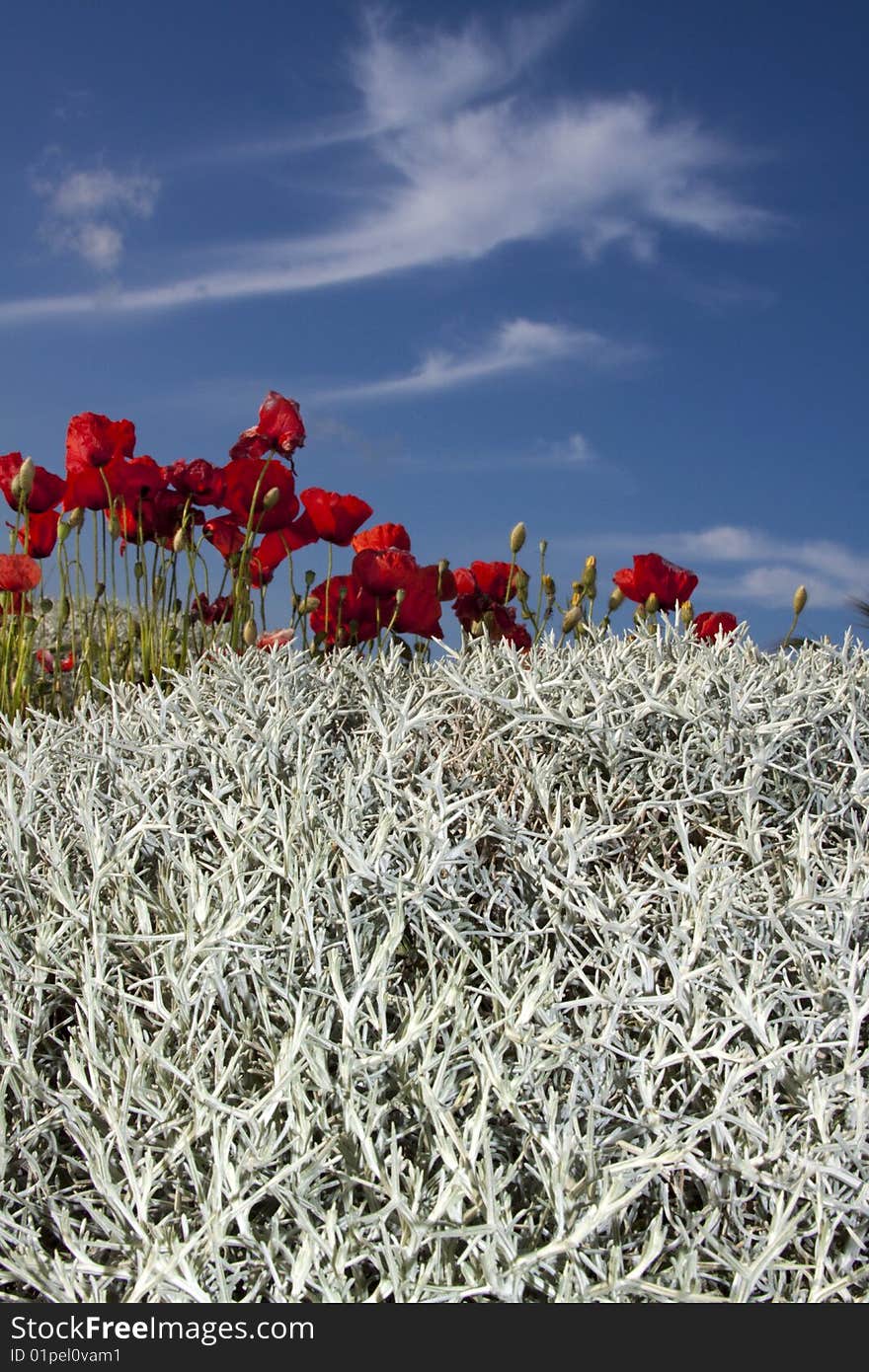 The Crimson Poppy In May.