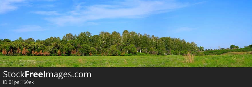 Panorama of a field before a wood and the blue sky