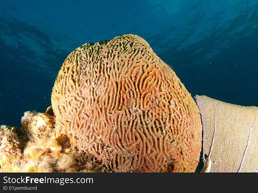 Brain Coral