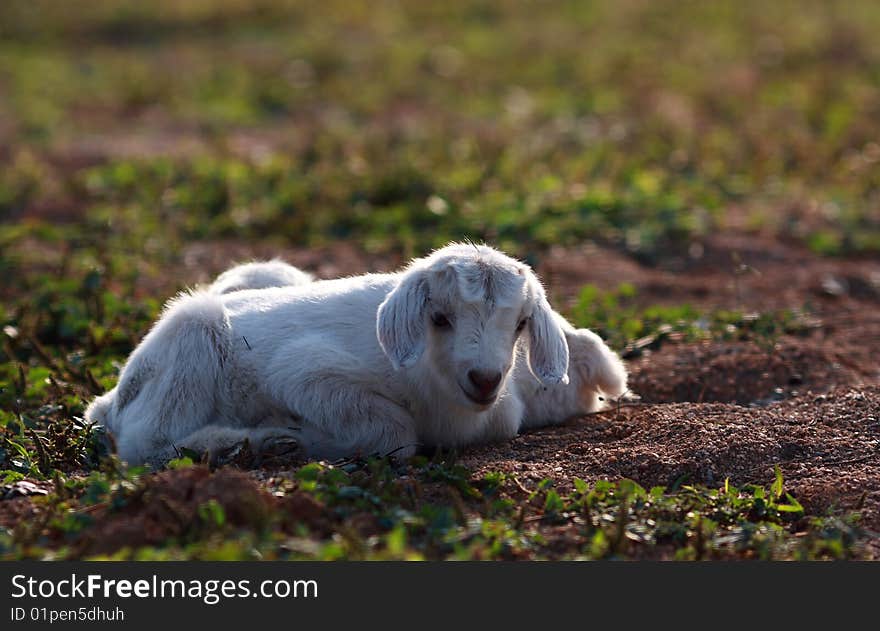 Lambs In The Grass