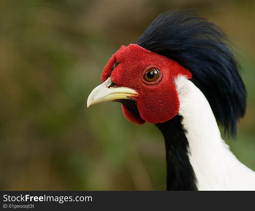 Close detail of pheasant rooster head with eye. Close detail of pheasant rooster head with eye