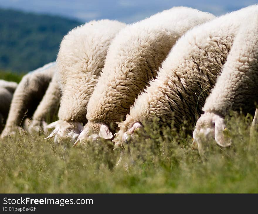 Foraging sheeps