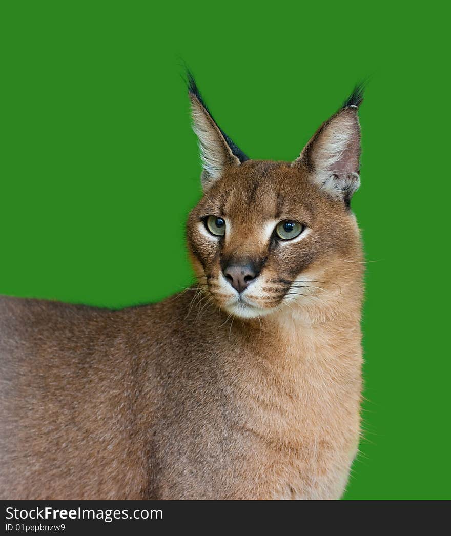 Caracal On Green Background Studio Shot