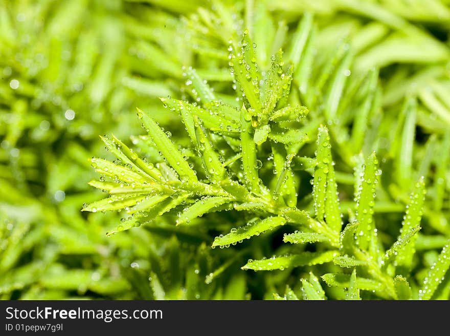 Texture leaf with water drops.Nanure