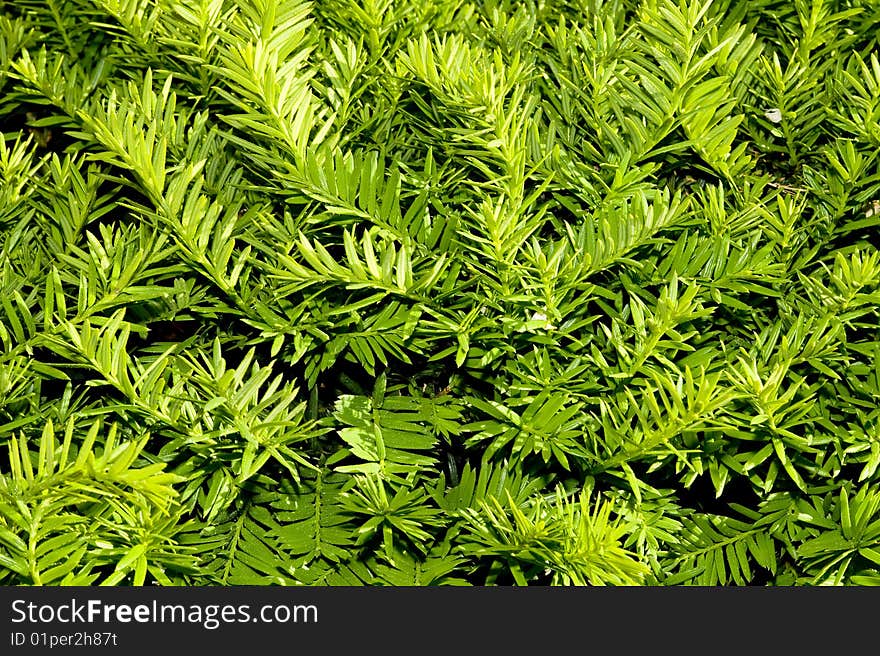 Texture leaf with water drops.Nanure