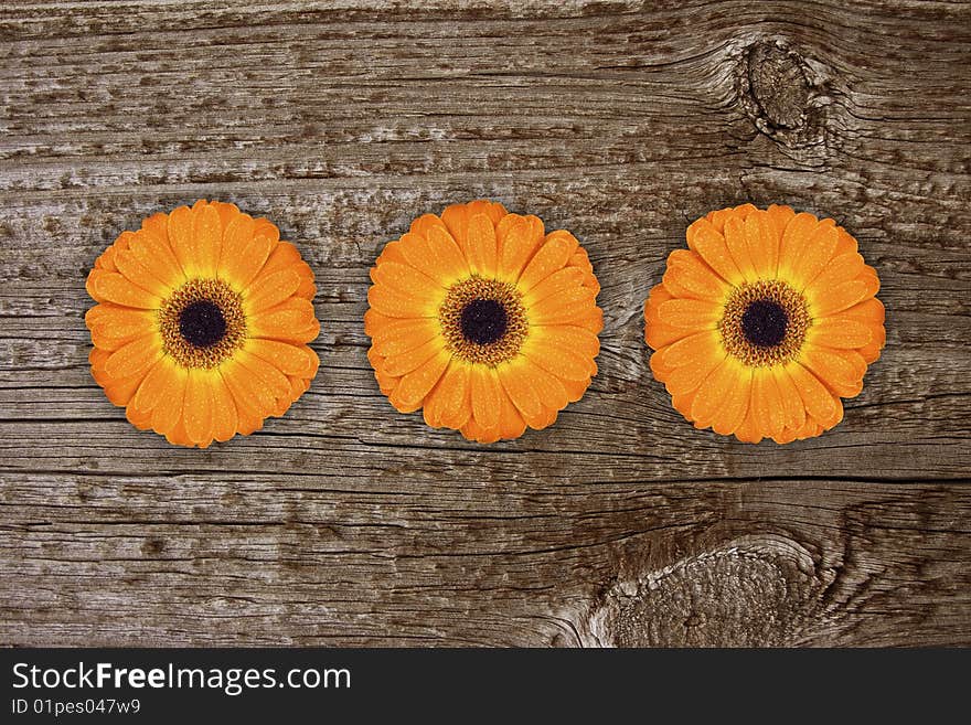 Three nice gerbera on wood