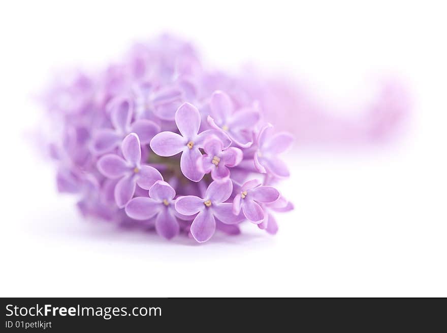 Fragrant lilac blossoms (Syringa vulgaris) over white. Shallow depth of field, selective focus