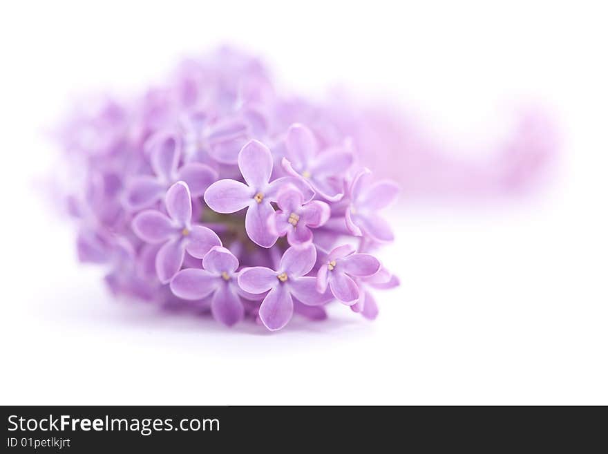 Fragrant Lilac Blossoms