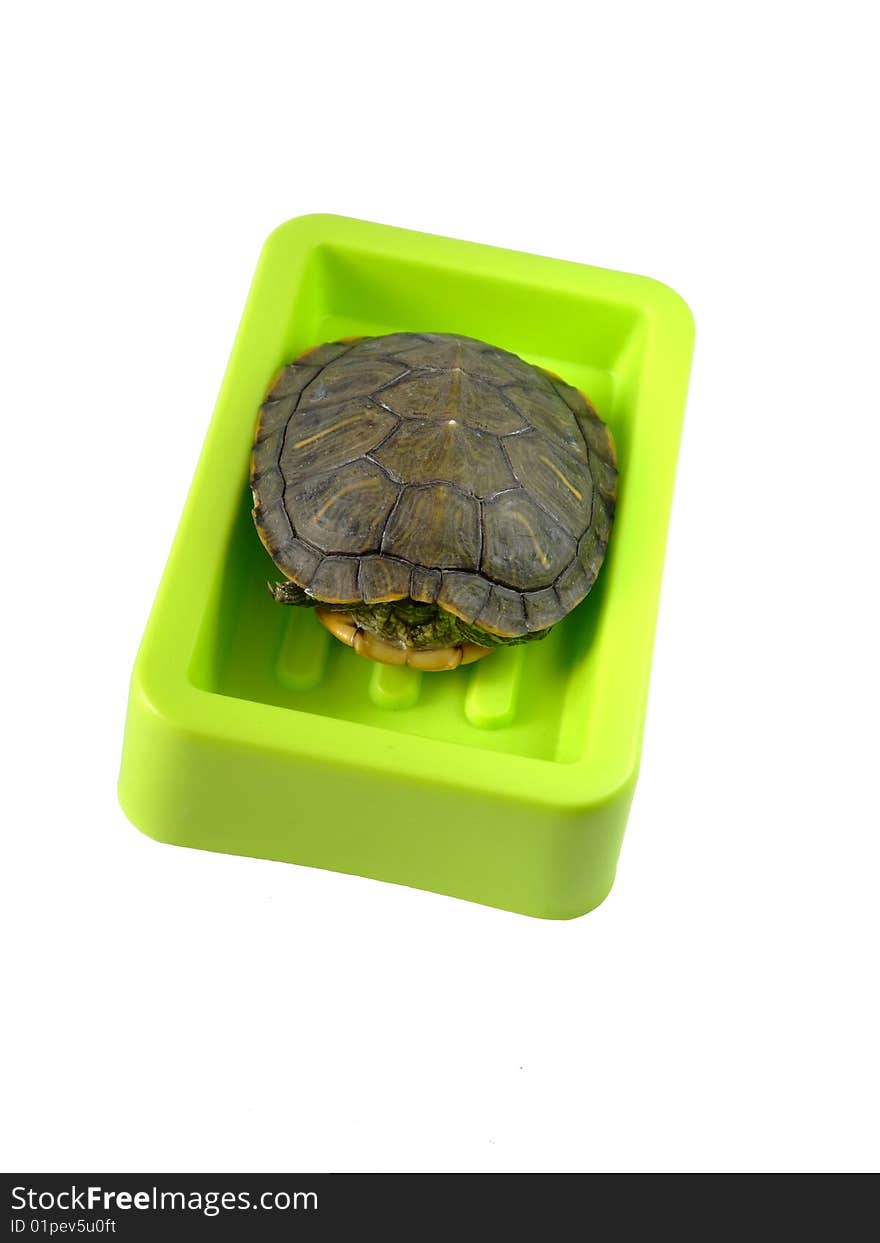 Tortoise in soap box