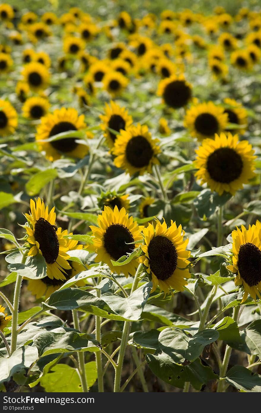 Sunflower Field