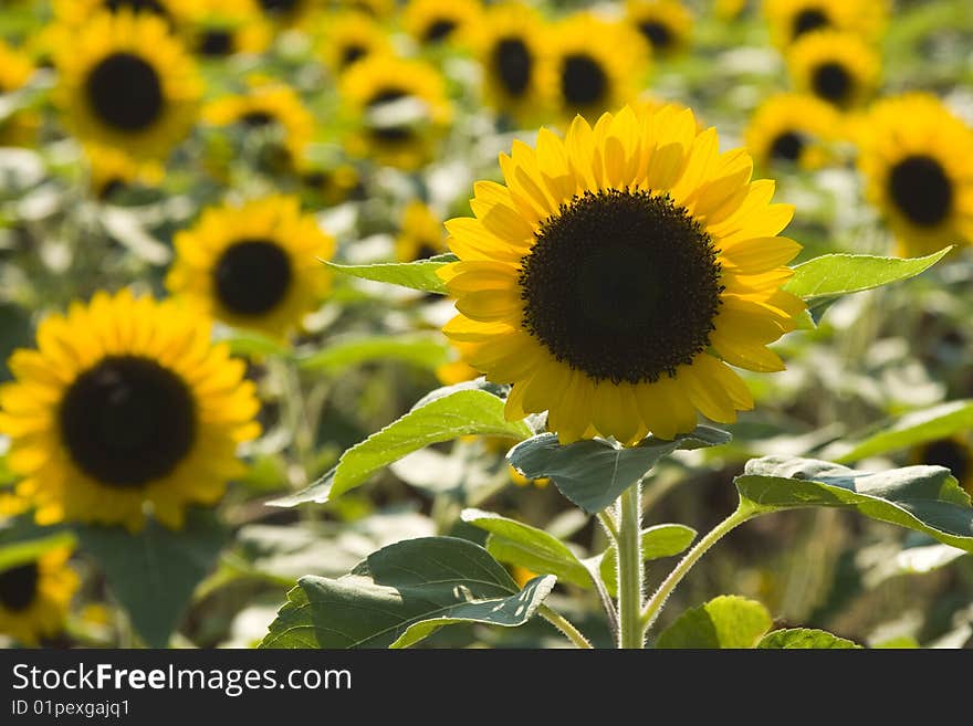 Sunflower Field