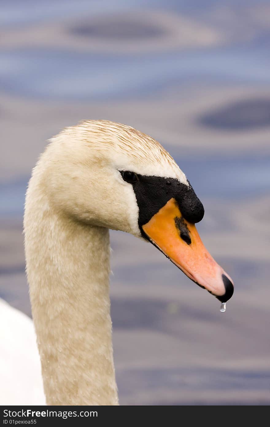 Elegant White Swan on Blue Lake Close-up. Elegant White Swan on Blue Lake Close-up