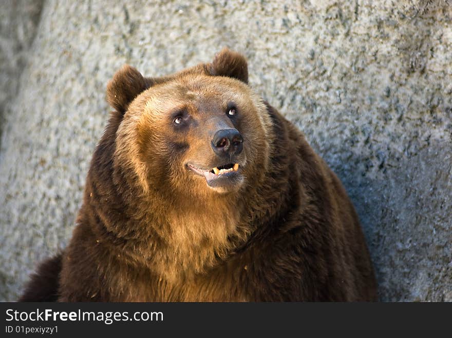 Brown bear