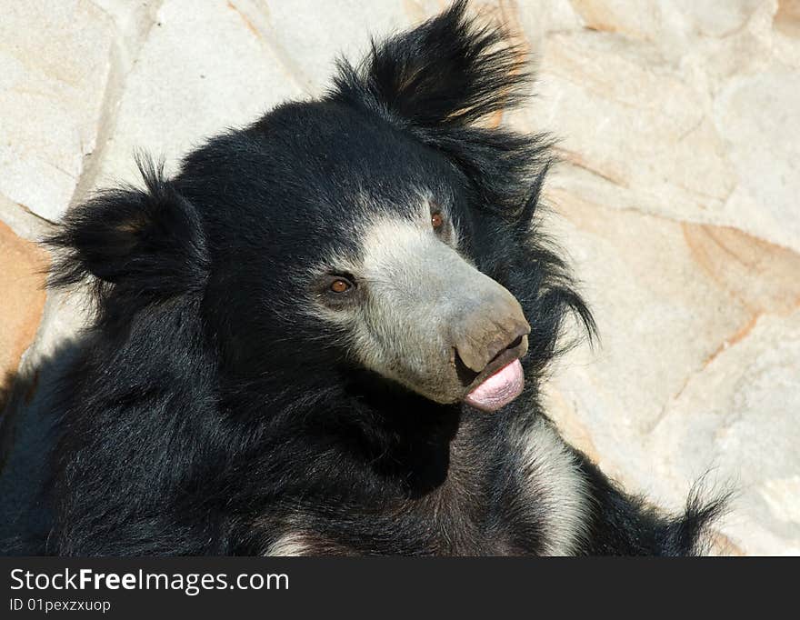 Cute Indian Sloth Bear