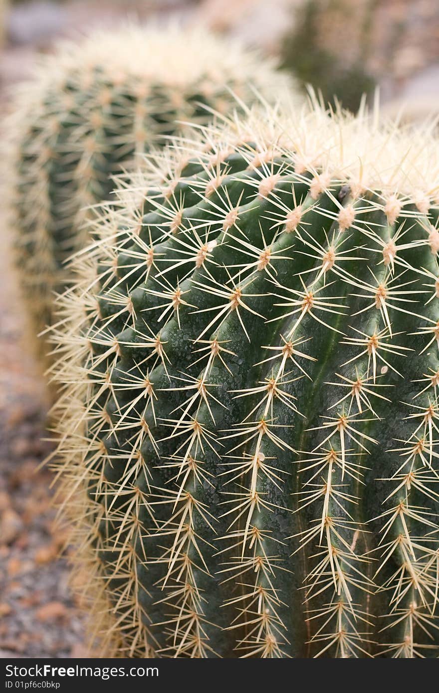 Cactus details