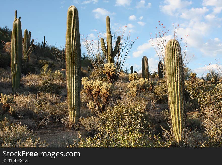 Arizona Desert Landscape at Scottsdale