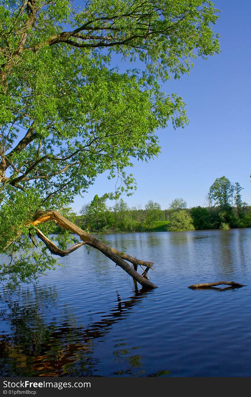 Broken tree has bent over water.