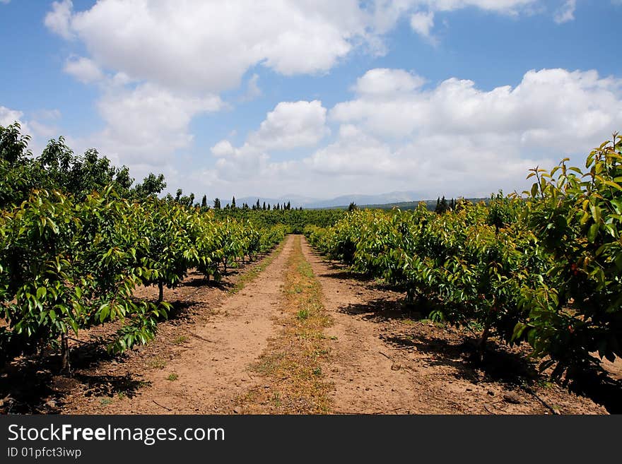 Road in the cherry orchard in summer