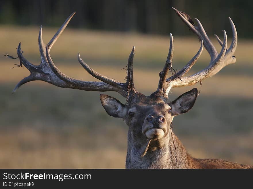 Red Deer