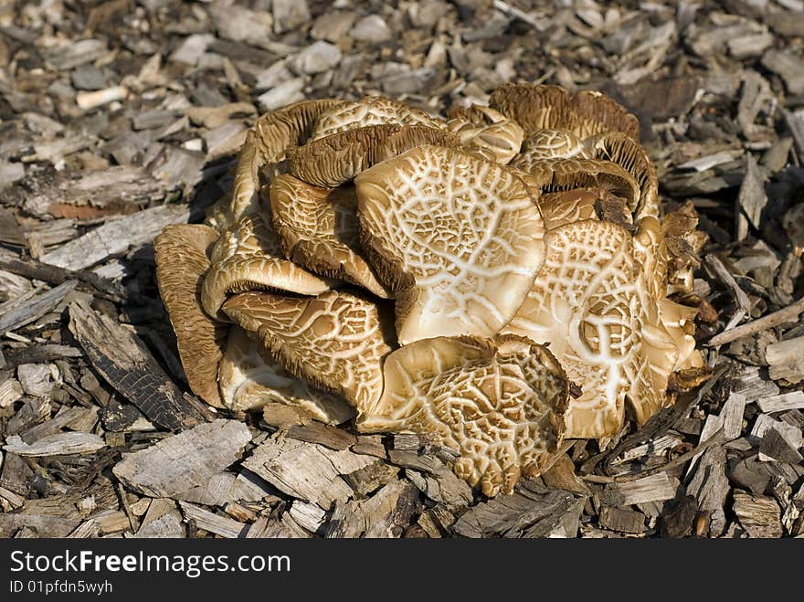 Group of Mottled Bolete Mushrooms (Leccinum Varilcolor}