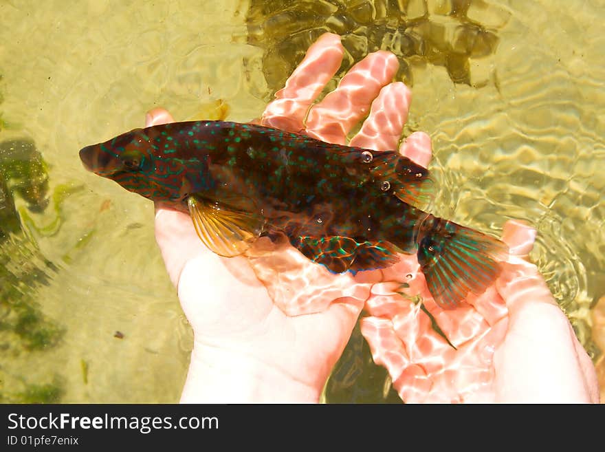 A fish in a wooman hands in the Atlantic Ocean water