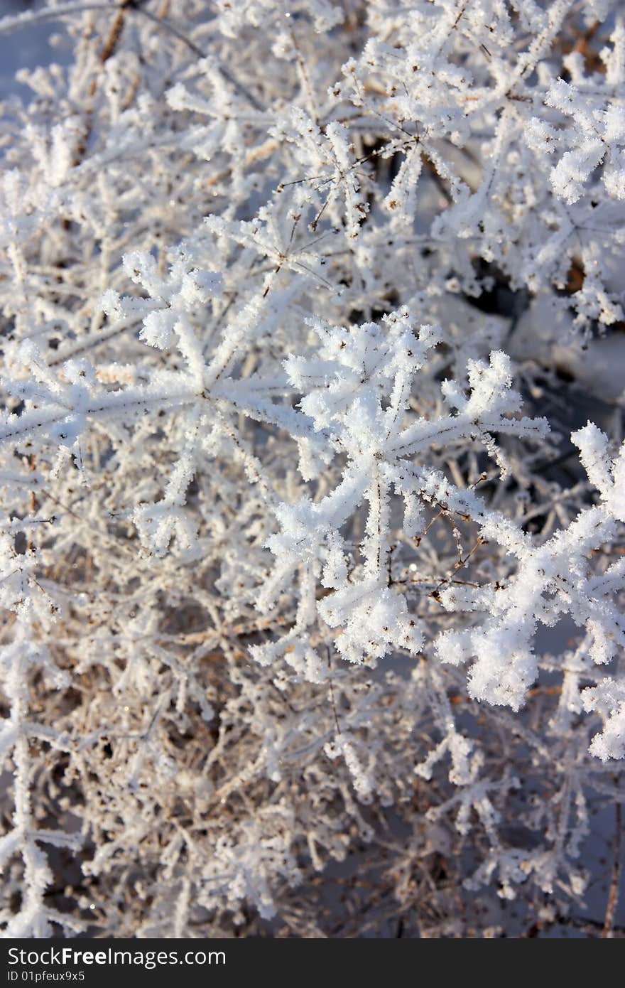 Frozen branch