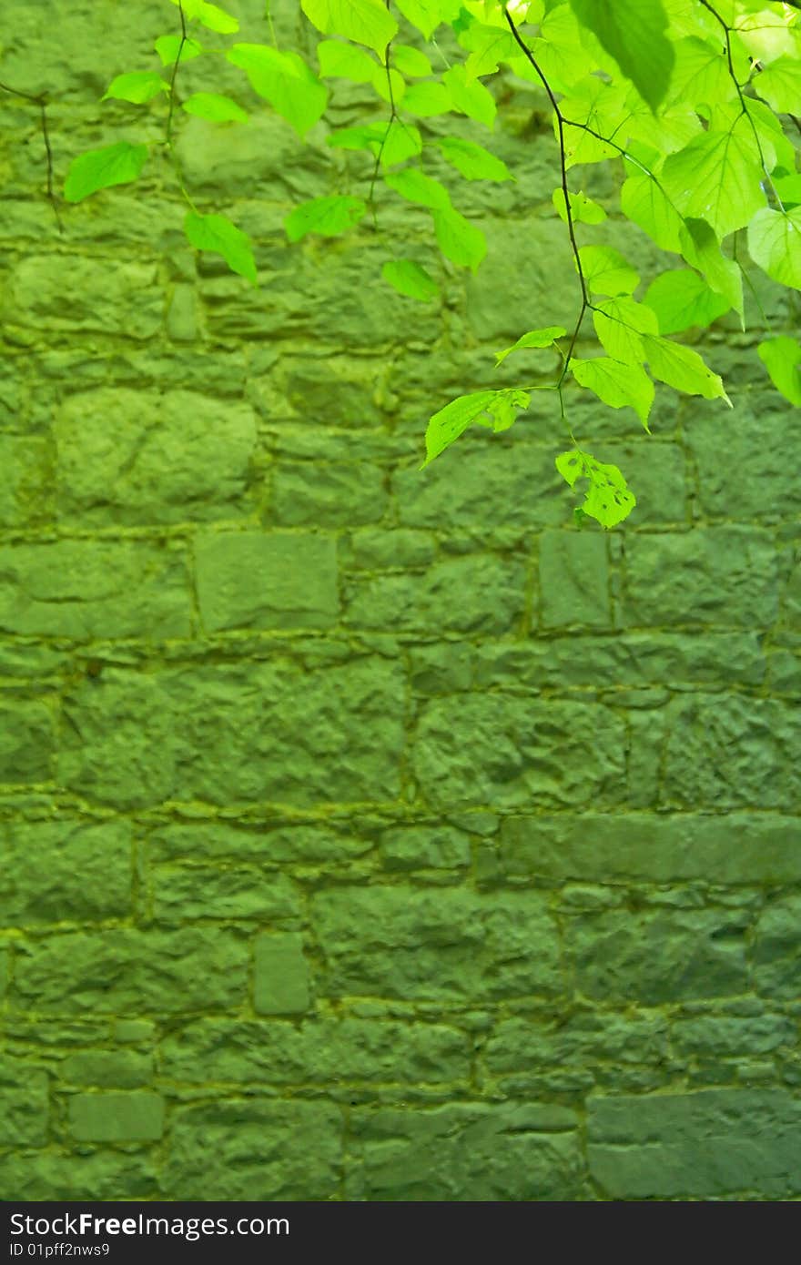 A green tree leafs in a sun rays and a stone wall on a background. A green tree leafs in a sun rays and a stone wall on a background