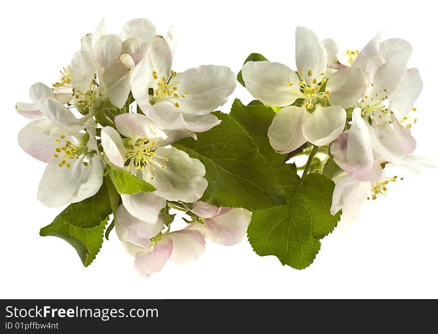 Branch of apple flowers with leaves