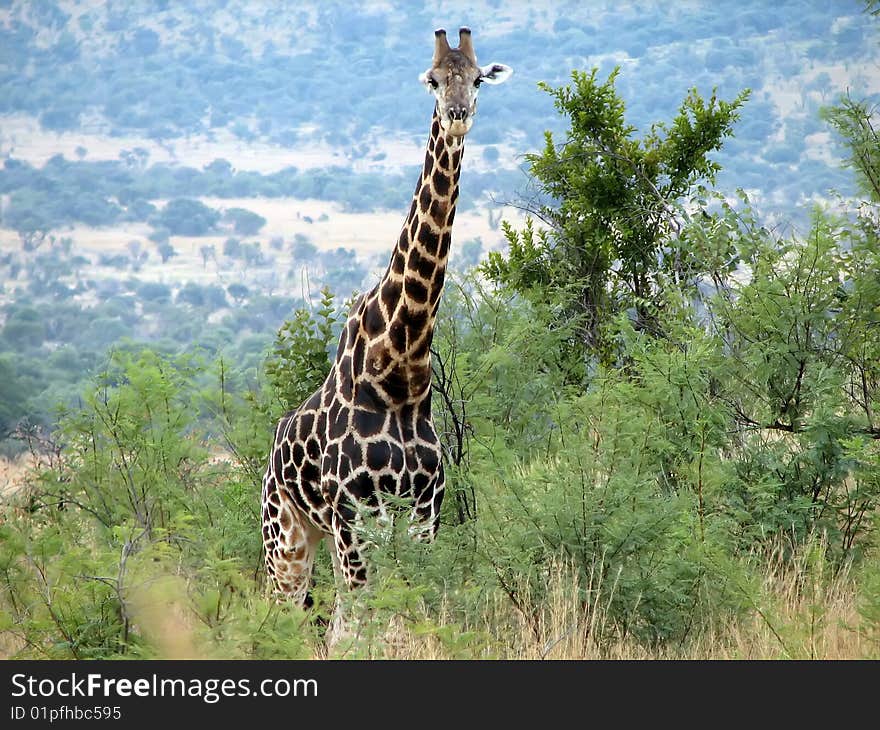 Giraffe close-up on a background of mountains in the savanna in sunny day