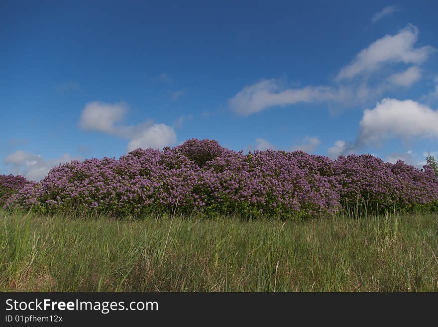 Blooming lilac bushes under the blue sky. Blooming lilac bushes under the blue sky