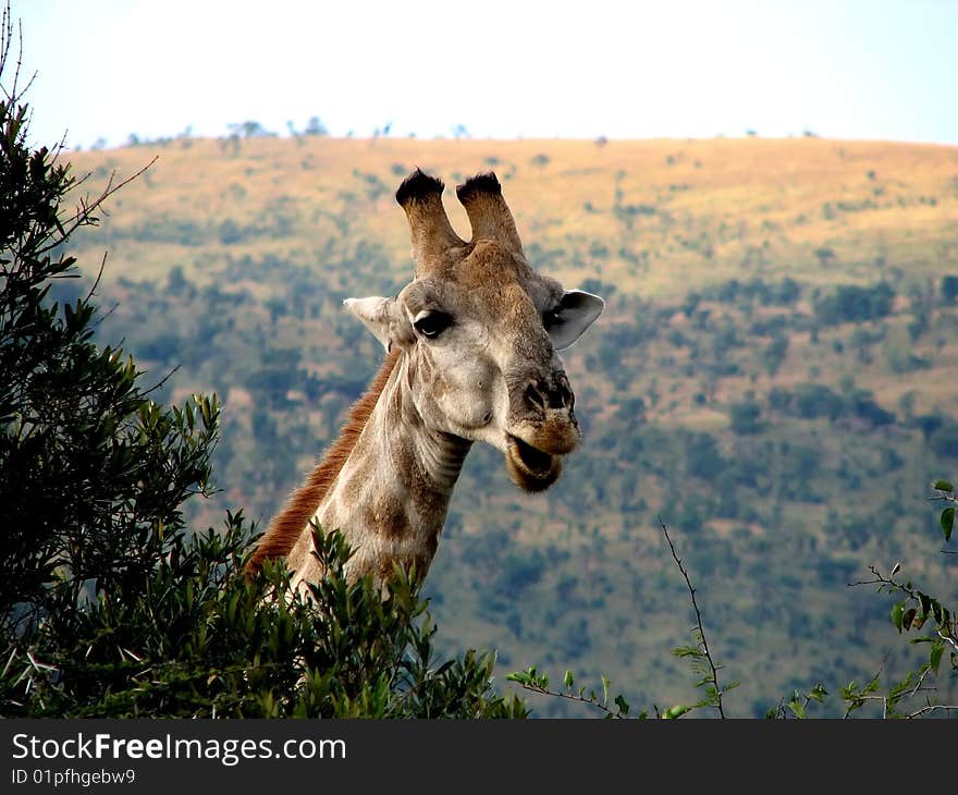 The head of giraffe in the branches of trees close-up in sunny day