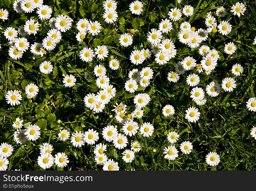 Bright and vivid Daisies in the grass. Bright and vivid Daisies in the grass