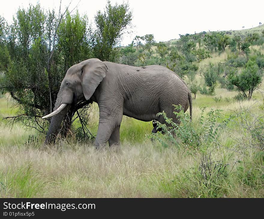 Elephant close-up of savanna trees to a sunny day