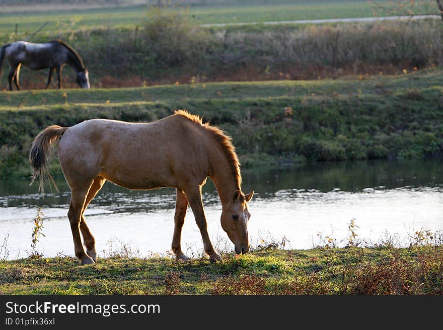 Horses Grazing